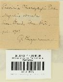 Puccinia chaerophylli image