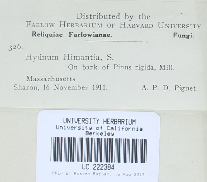 Hydnocristella himantia image