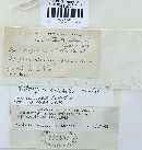 Hysterangium setchellii image