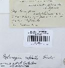 Hysterangium setchellii image