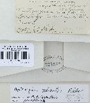 Hysterangium setchellii image