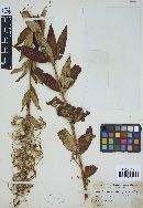 Pucciniastrum epilobii image