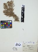 Pucciniastrum goeppertianum image