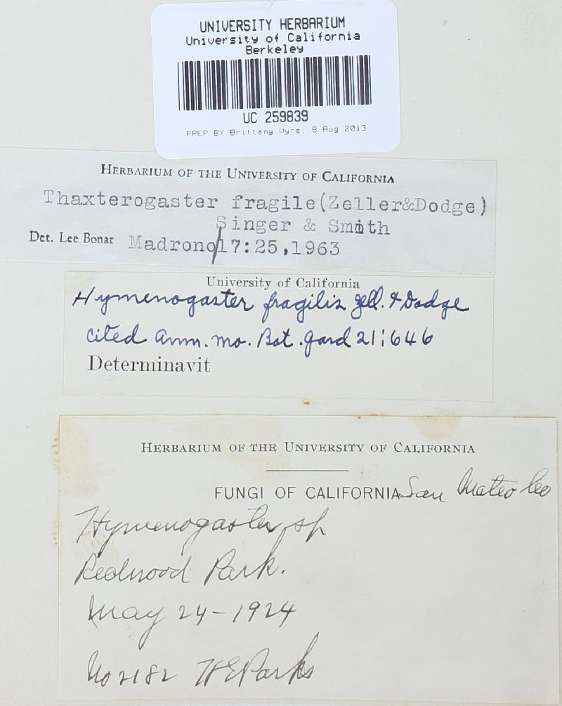 Setchelliogaster fragilis image