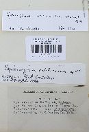 Media resource of Gymnoglossum utriculatum