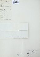 Trametes menziesii image