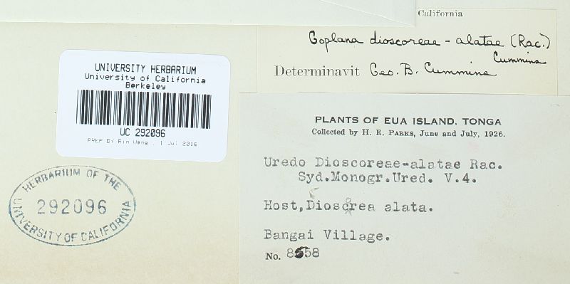 Goplana dioscoreae-alatae image