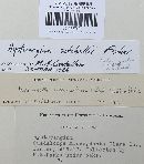 Hysterangium setchellii image