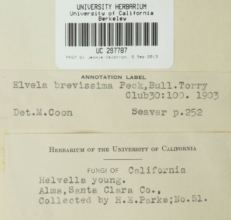 Helvella brevissima image