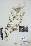 Pucciniastrum epilobii image