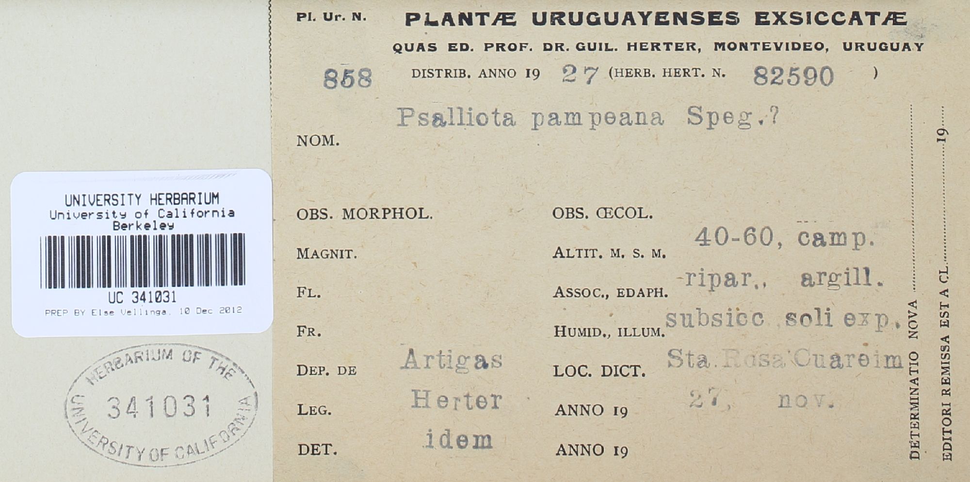 Agaricus pampeanus