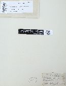 Clavariadelphus truncatus image