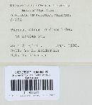 Naohidemyces vacciniorum image