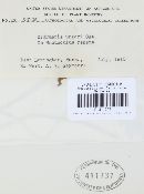 Ramularia didyma image