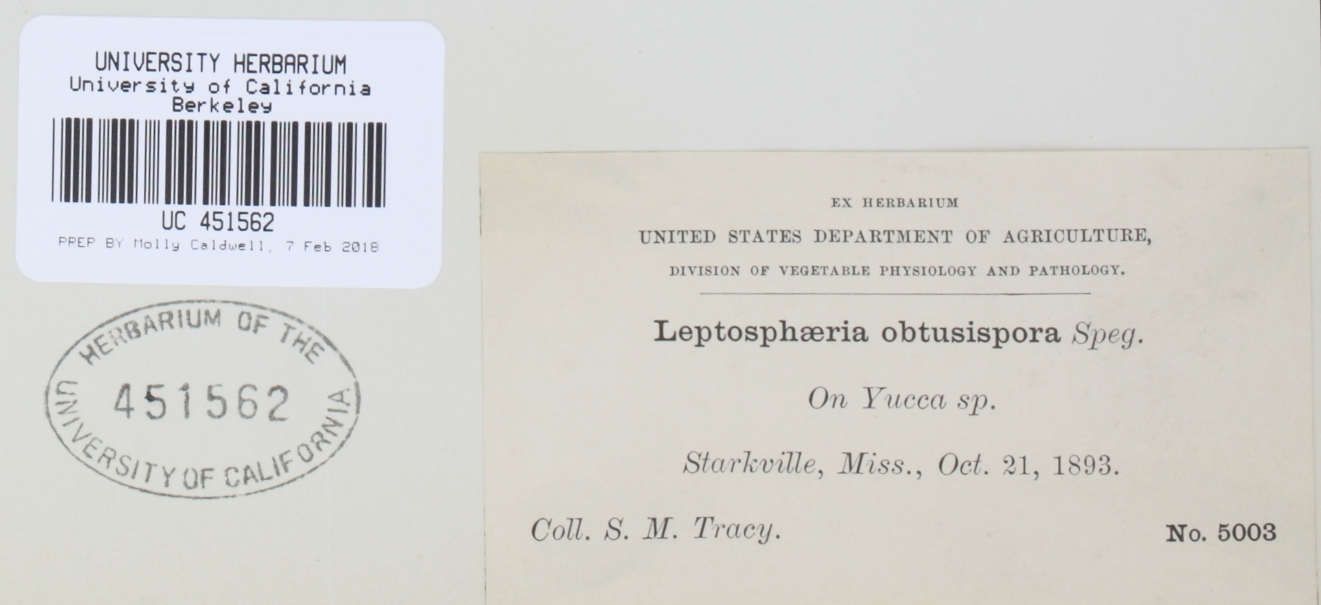Phaeosphaeriopsis obtusispora