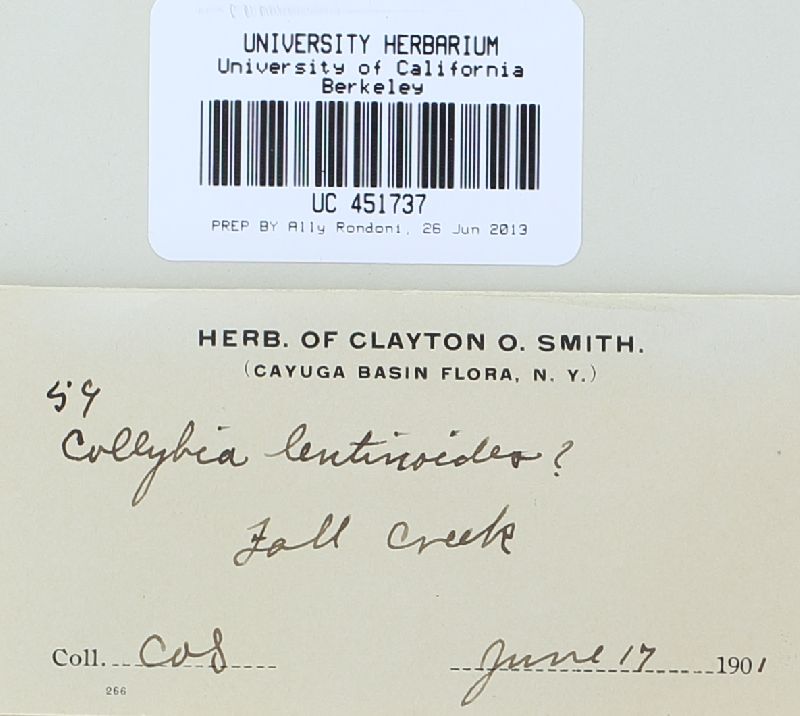Rhodocollybia lentinoides image
