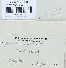 Coprinopsis variegata image