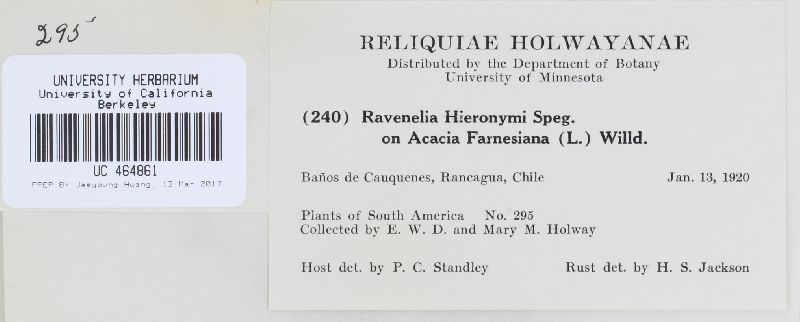 Ravenelia hieronymi image