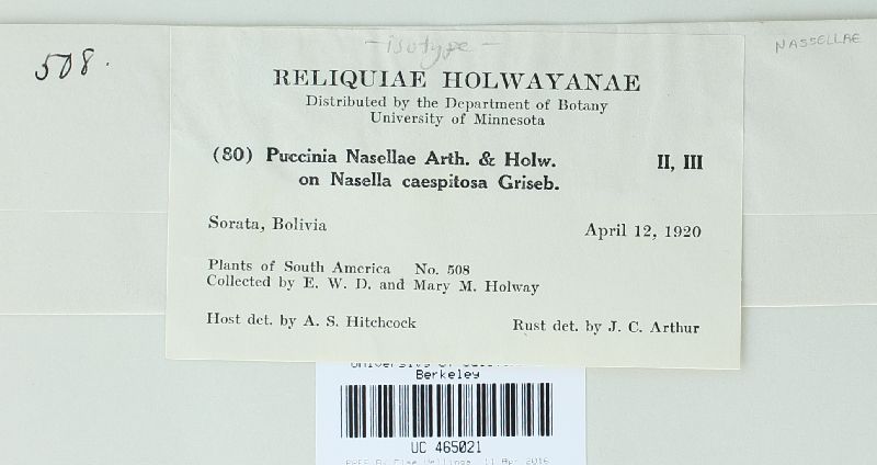 Puccinia nasellae image