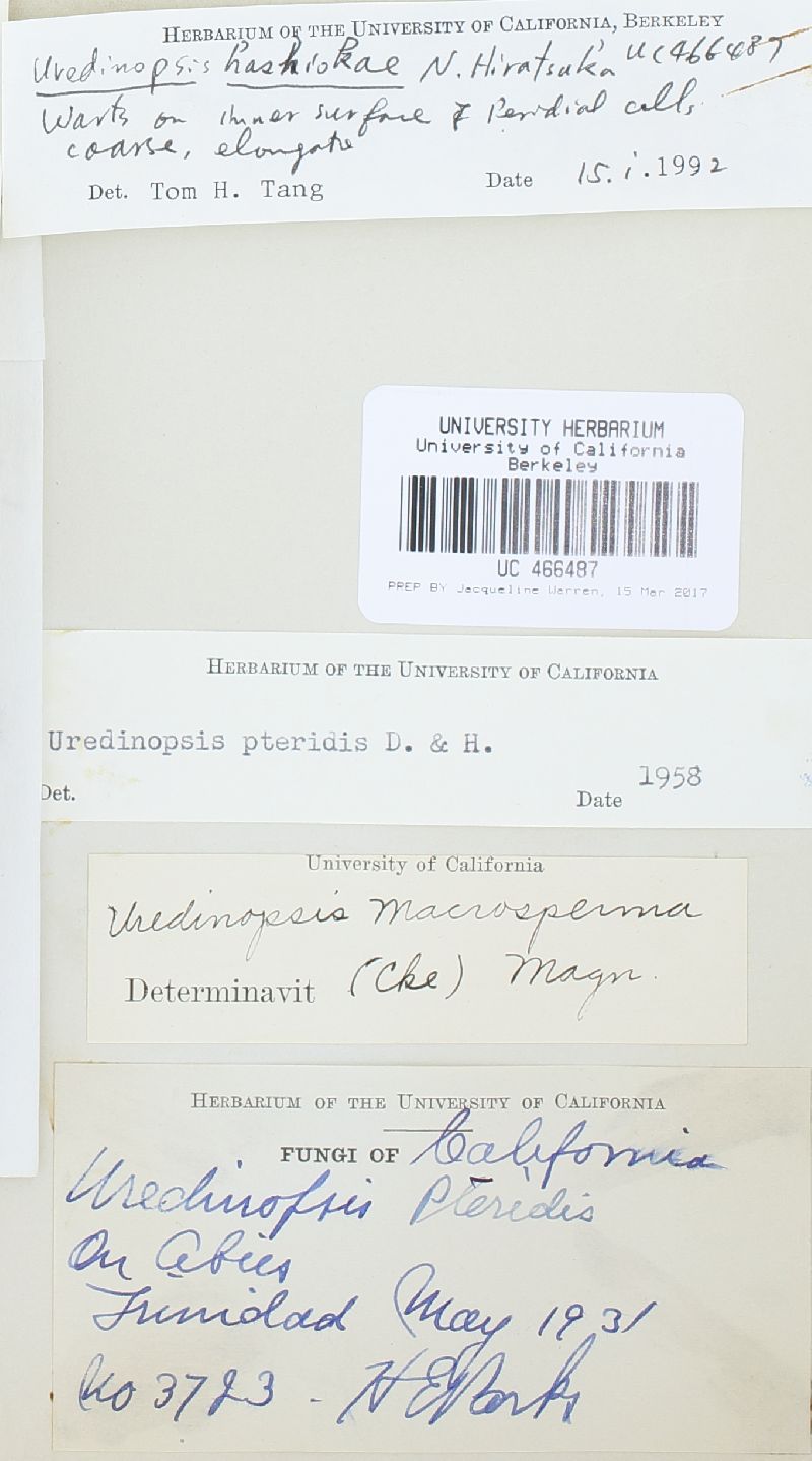 Uredinopsis hashiokae image