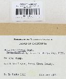 Jahnoporus hirtus image