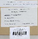 Neolentinus lepideus image