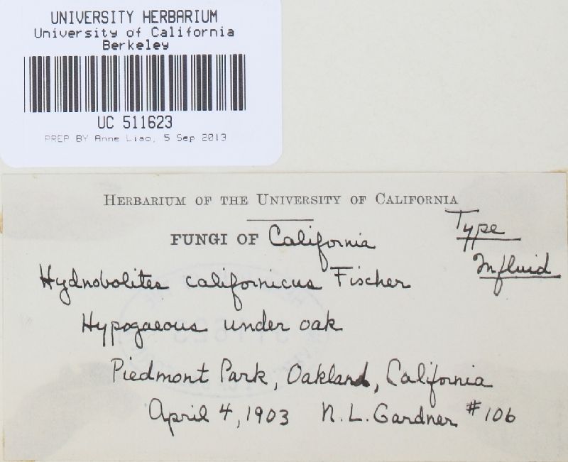 Hydnobolites californicus image