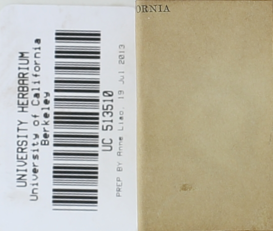 Calvatia cretacea image