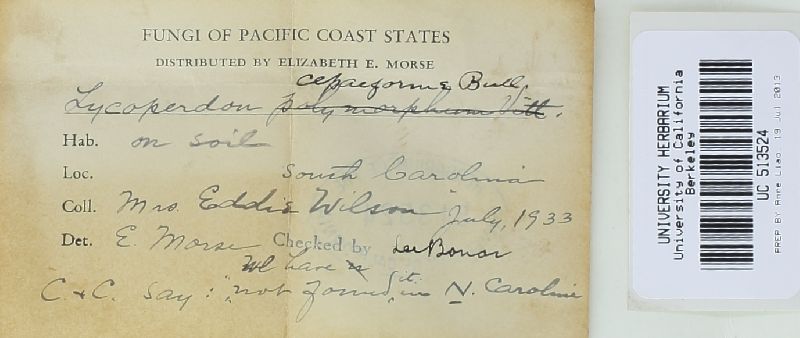 Bovista polymorpha image