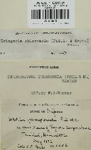 Chloroscypha chloromela image