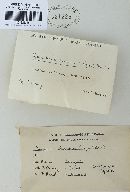 Ganoderma lucidum image