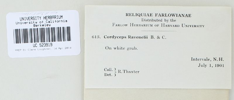 Ophiocordyceps ravenelii image