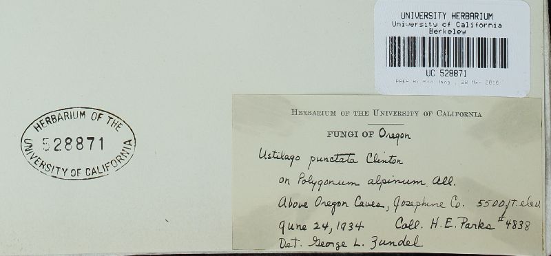 Microbotryum bosniacum image