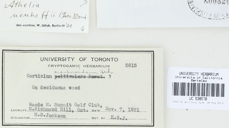 Athelia neuhoffii image