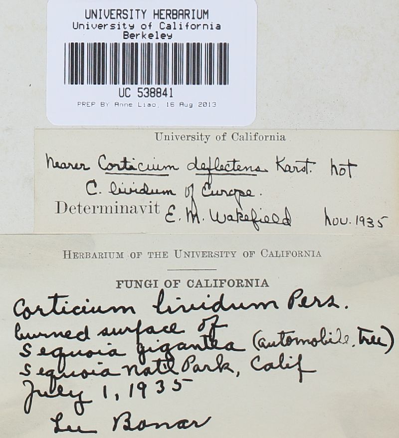 Phanerochaete deflectens image