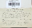 Fistulina hepatica image