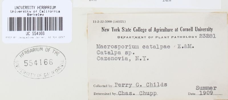 Alternaria catalpae image