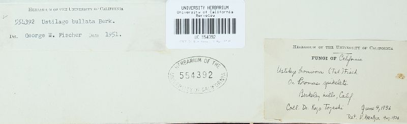 Ustilago bullata image