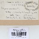 Onnia circinata image