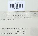 Xylaria castorea image