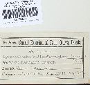 Pseudochaete tabacina image