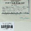 Coleosporium asterum image