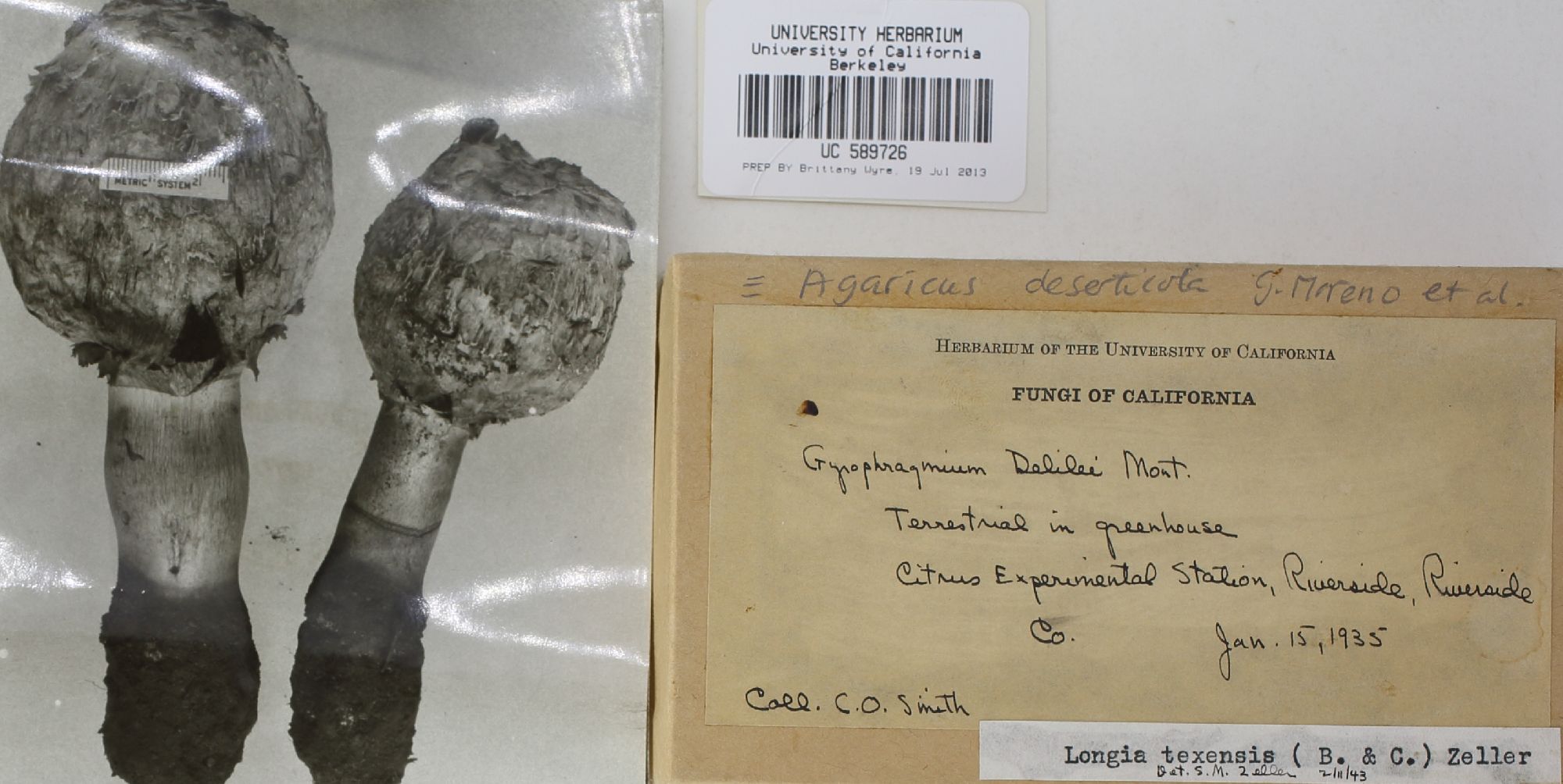 Agaricus deserticola