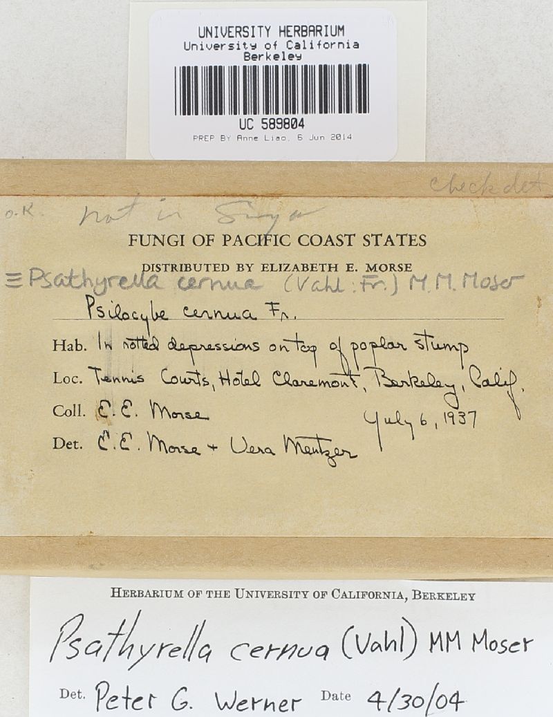 Psathyrella cernua image