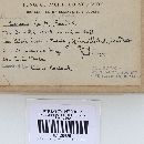 Ramaria stricta image