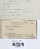 Paxillus involutus image