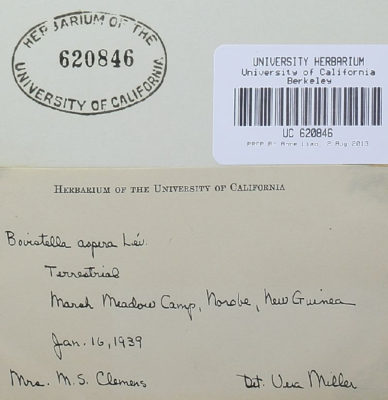 Bovista aspera image