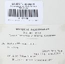 Phellodon melaleucus image