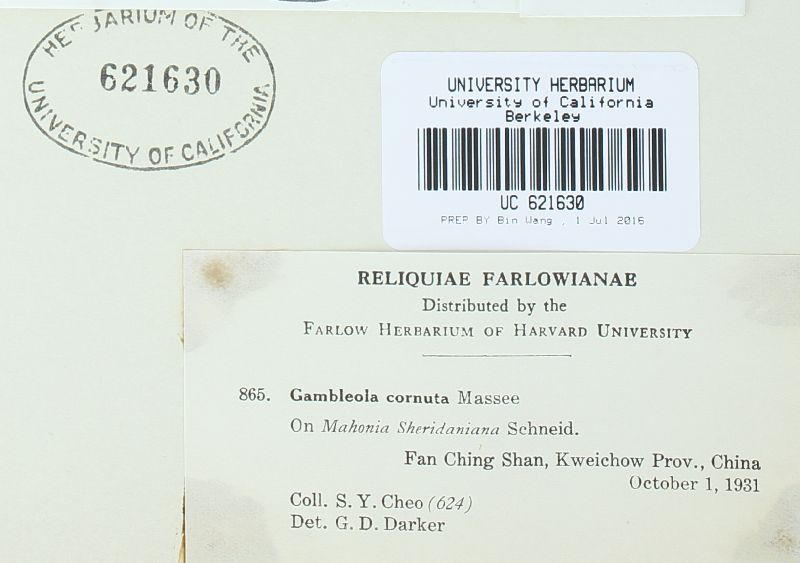 Gambleola cornuta image