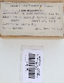 Aphelaria tuberosa image